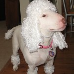 english bull terrier cross poodle